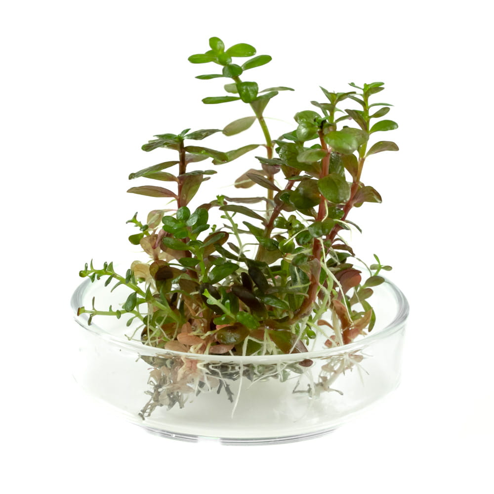 Rotala Colorata Yao Yai in vitro porcja 5 sadzonek